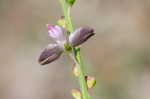 Showy milkwort